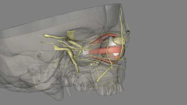Анатомия тройничного нерва